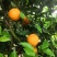 夏橙