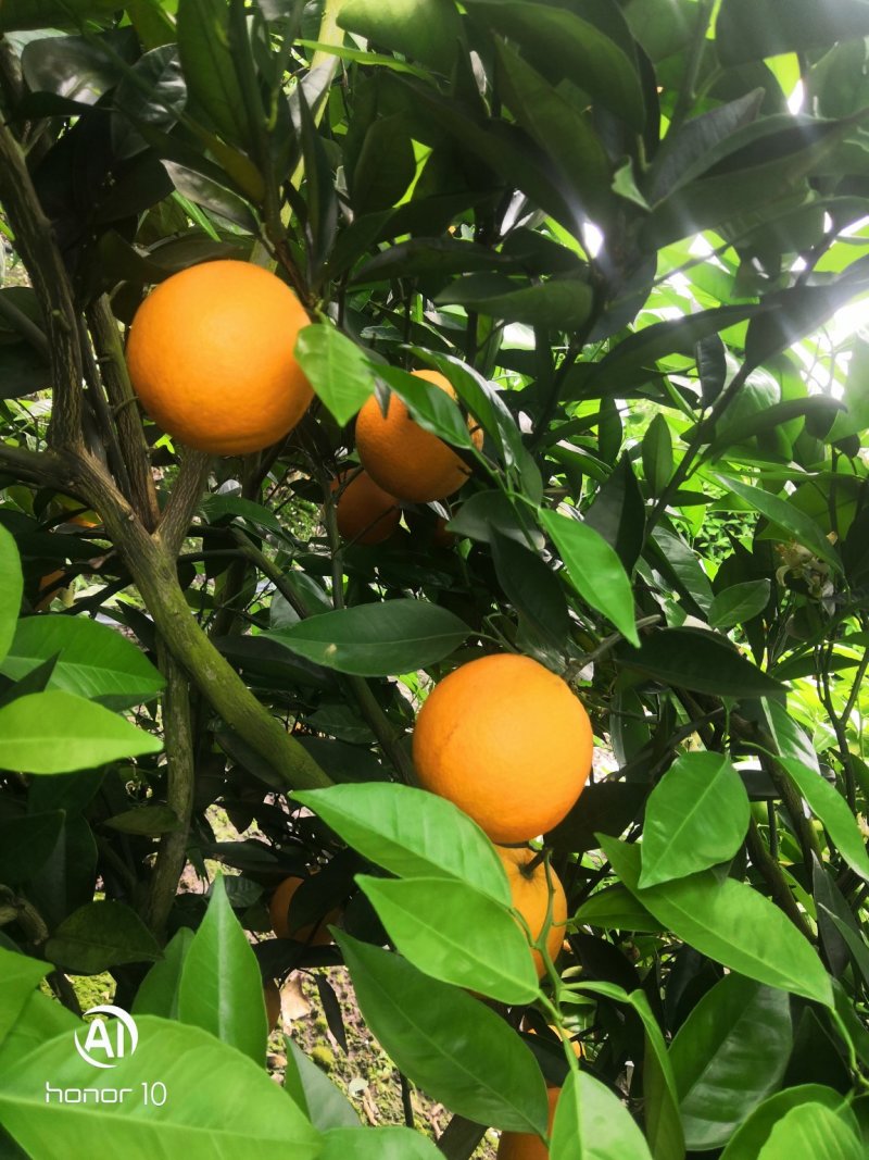 夏橙
