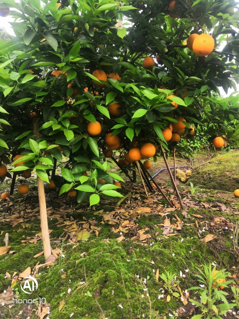 夏橙
