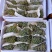 葡萄_玫瑰香葡萄。水晶葡萄。