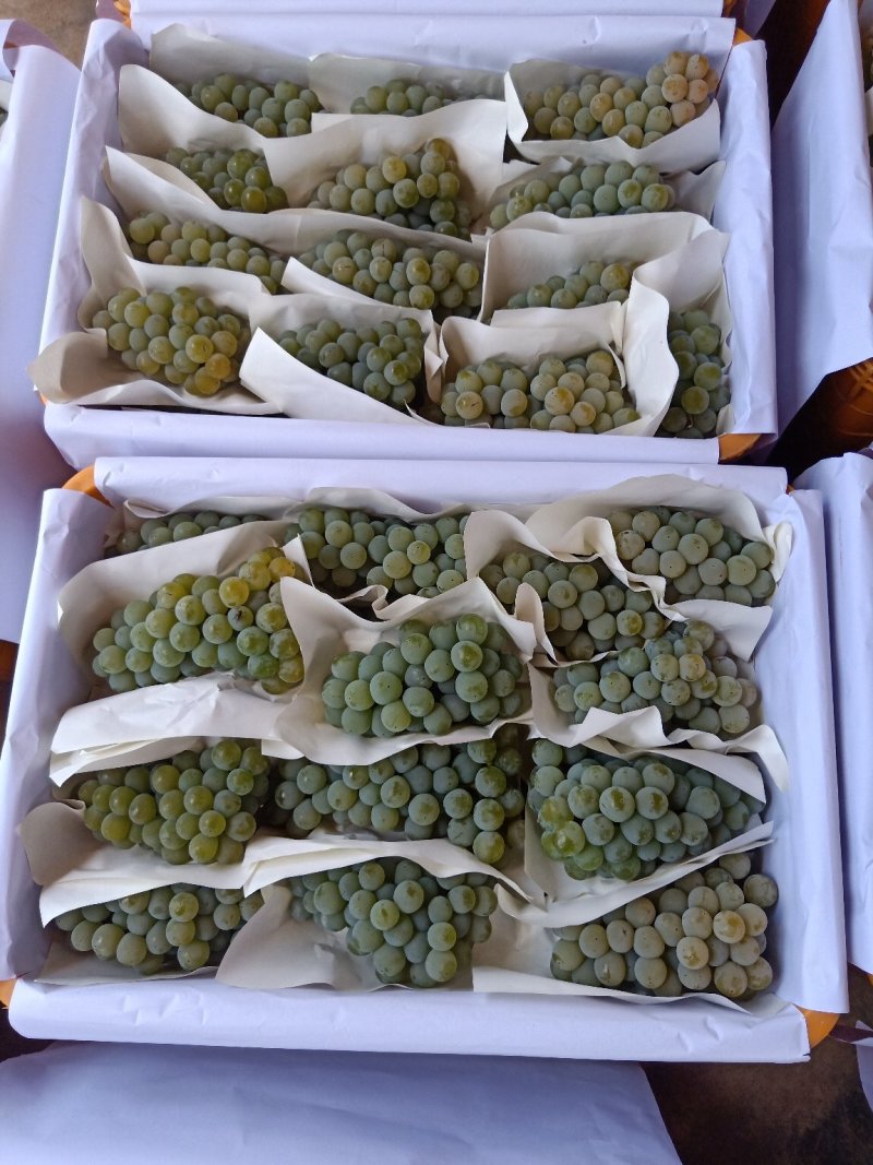 葡萄_玫瑰香葡萄。水晶葡萄。