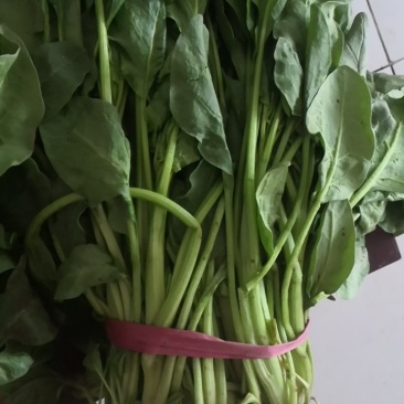 青菜