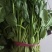 青菜