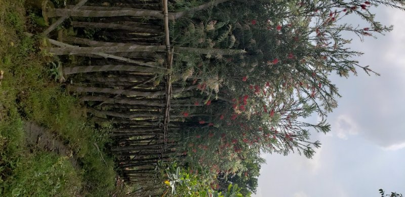 红千层（串钱柳）（广东普宁红千层供应商）