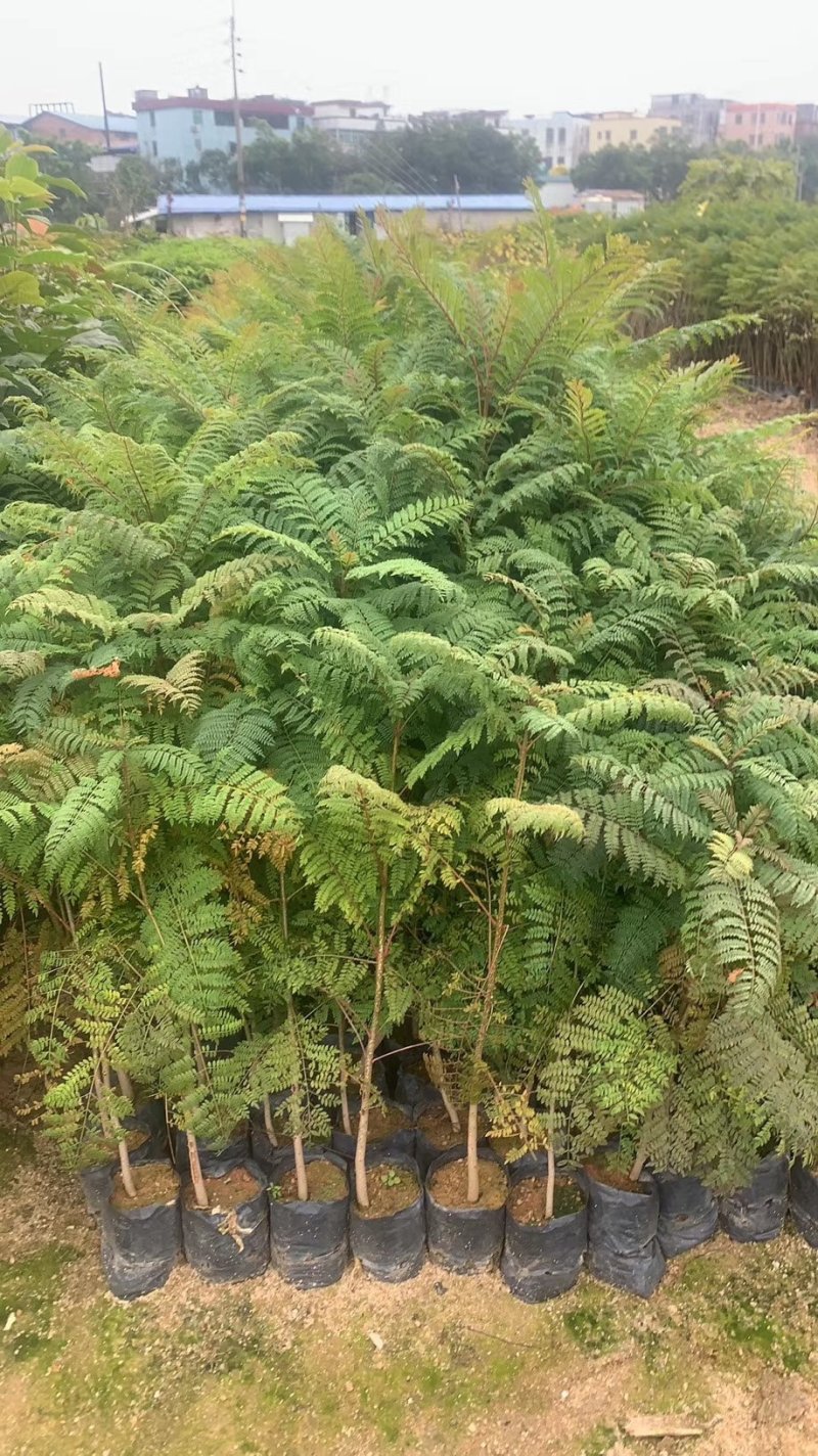 蓝花楹（广东普宁蓝花楹供应商）（广东普宁蓝花楹小苗批发）