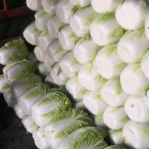 黄心白菜（视频看货，产地直发。大量上市中）