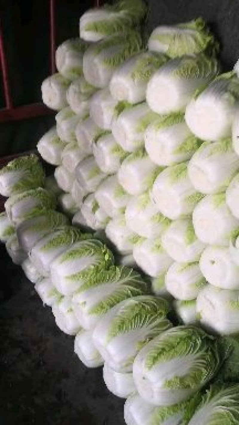 黄心白菜（视频看货，产地直发。大量上市中）