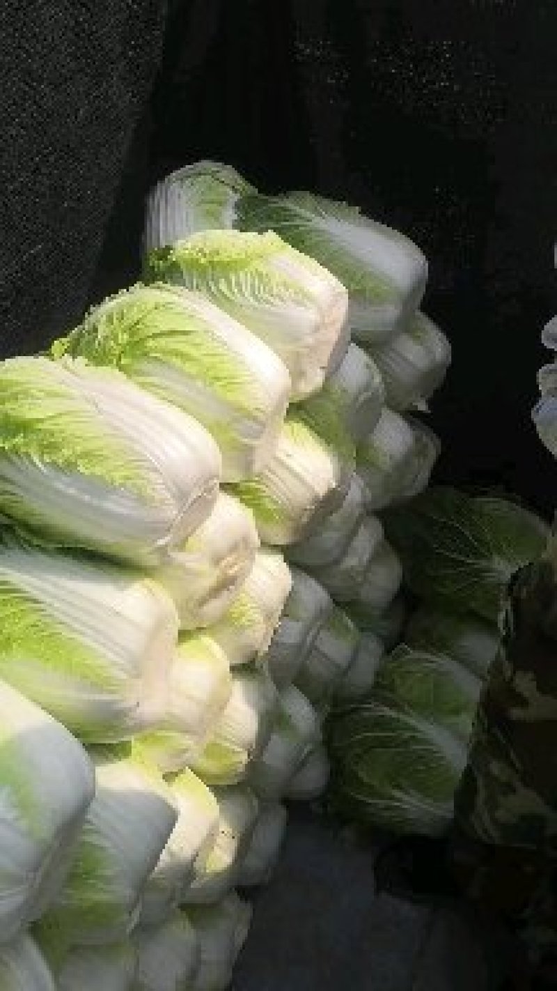 黄心白菜（视频看货，产地直发。大量上市中）