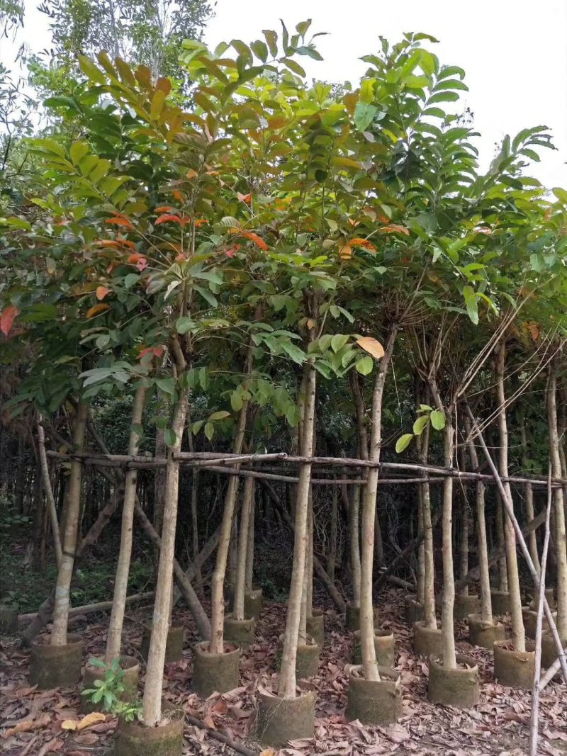 大叶紫薇（广东普宁大叶紫薇供应商）（大叶紫薇批发商）