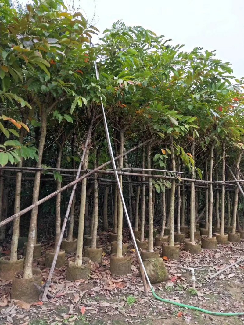 大叶紫薇（广东普宁大叶紫薇供应商）（大叶紫薇批发商）