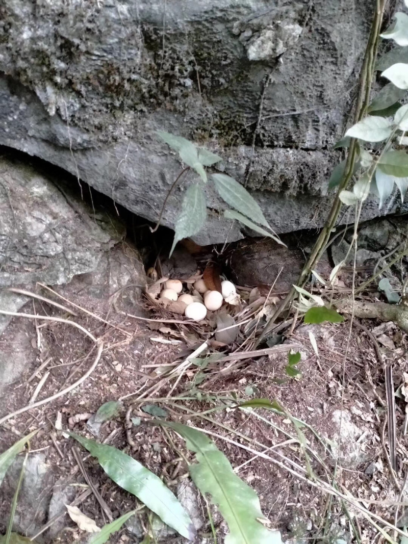 【有好货】山林散养土鸡蛋，基地直接供货，无中间商