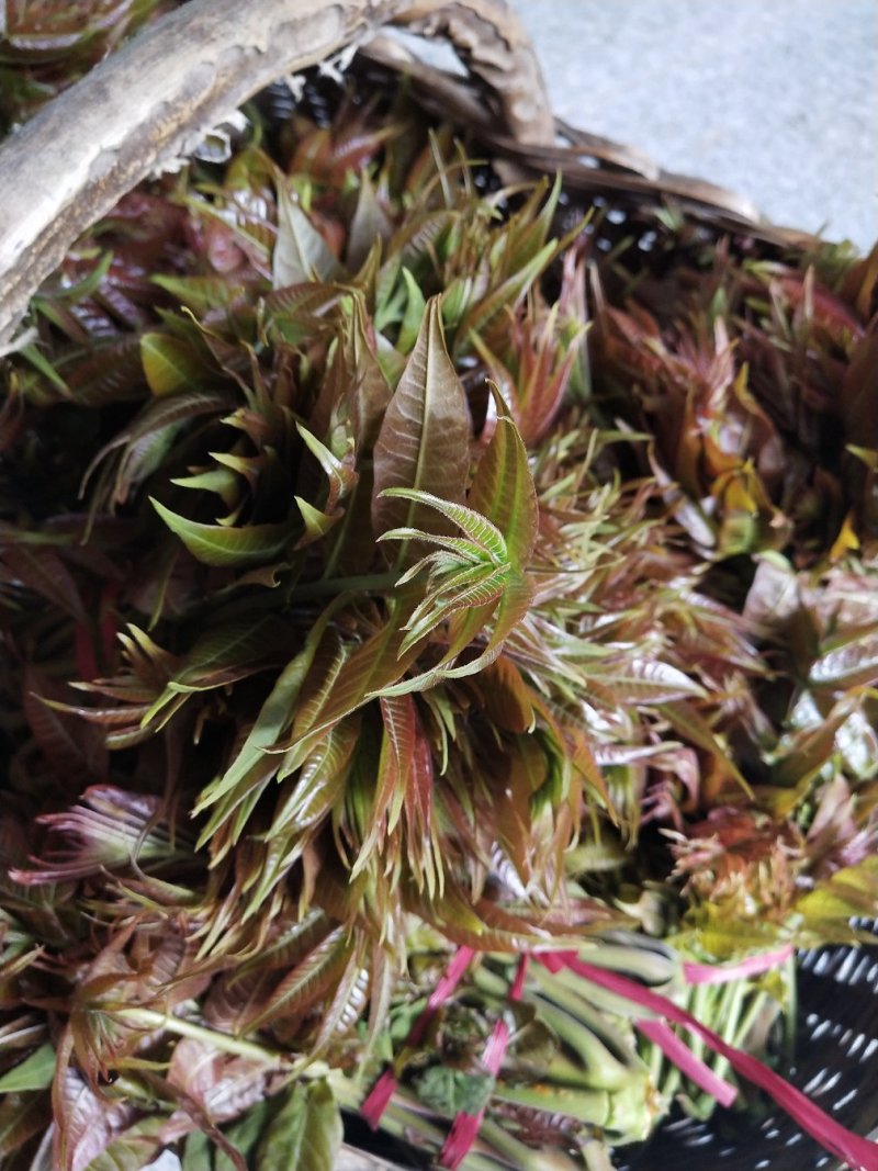 露天红油香椿，价格波动大，依当天价格为准，不支持一件代发