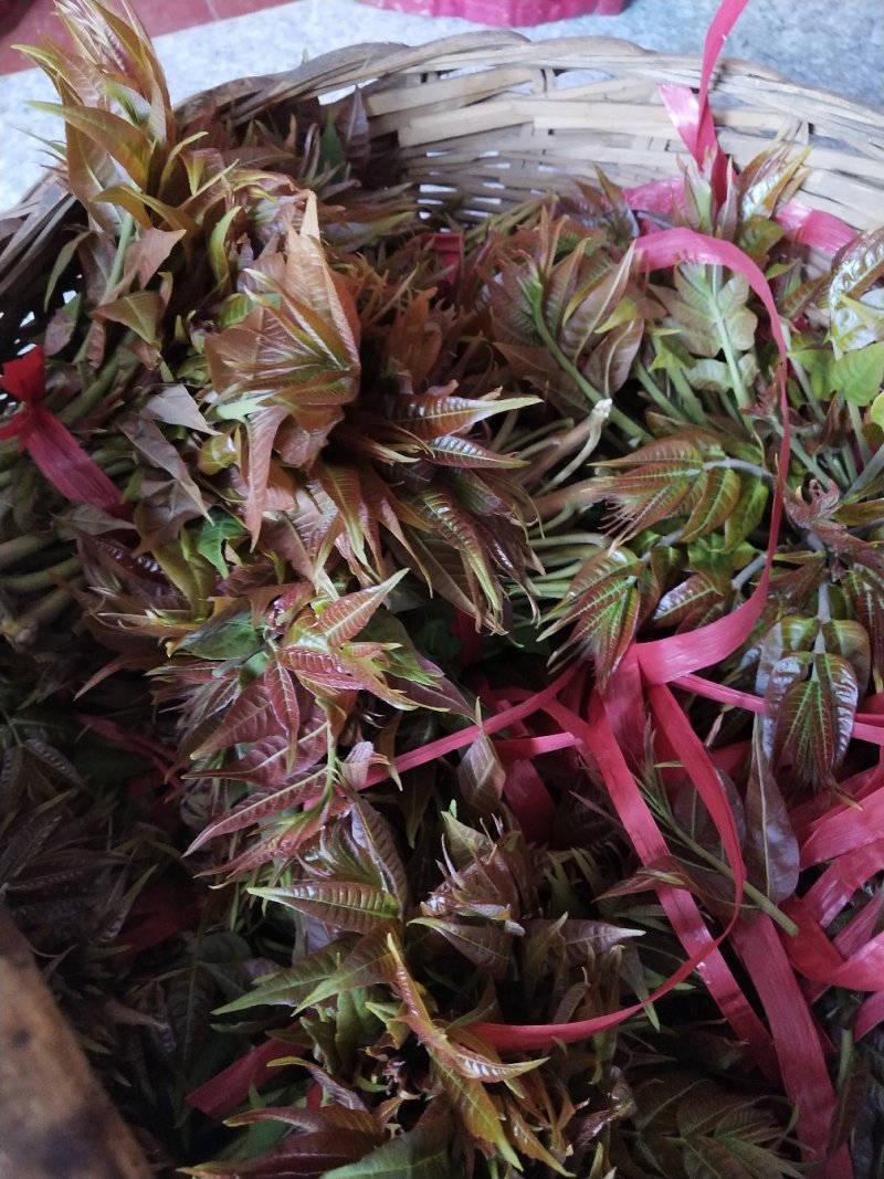 露天红油香椿，价格波动大，依当天价格为准，不支持一件代发