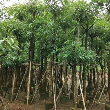 盆架子(灯台树)(广东普宁盆架子供应商)