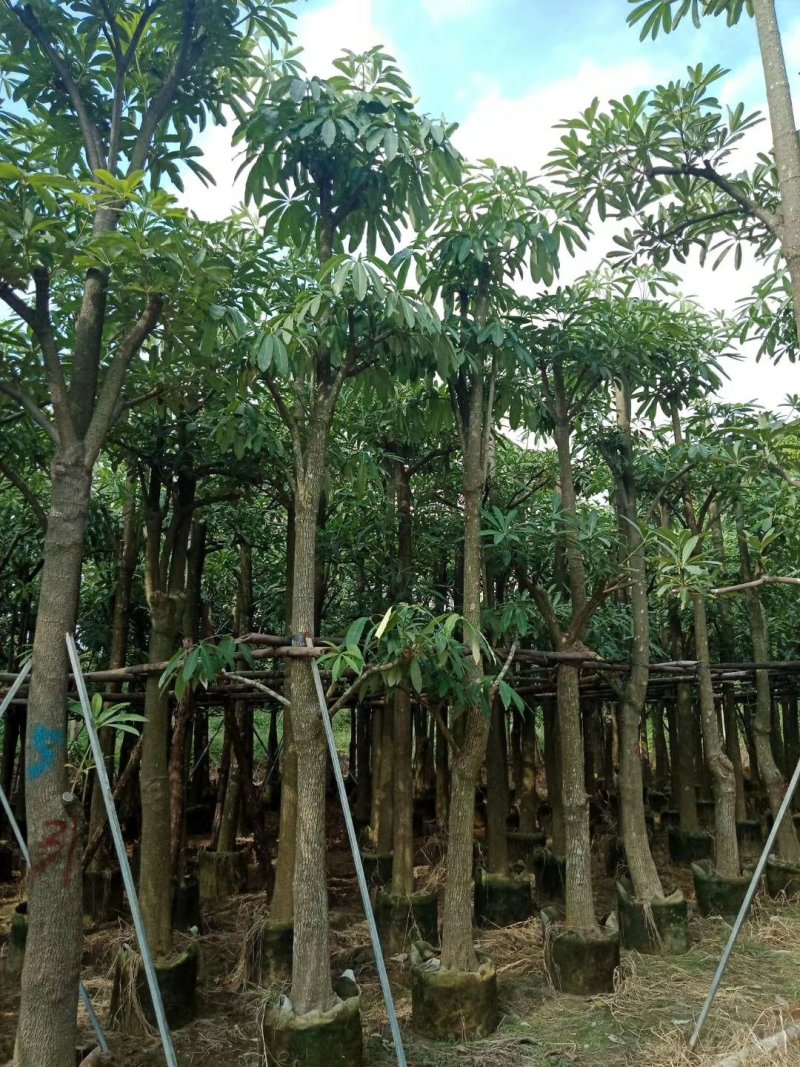 盆架子（灯台树）（广东普宁盆架子供应商）