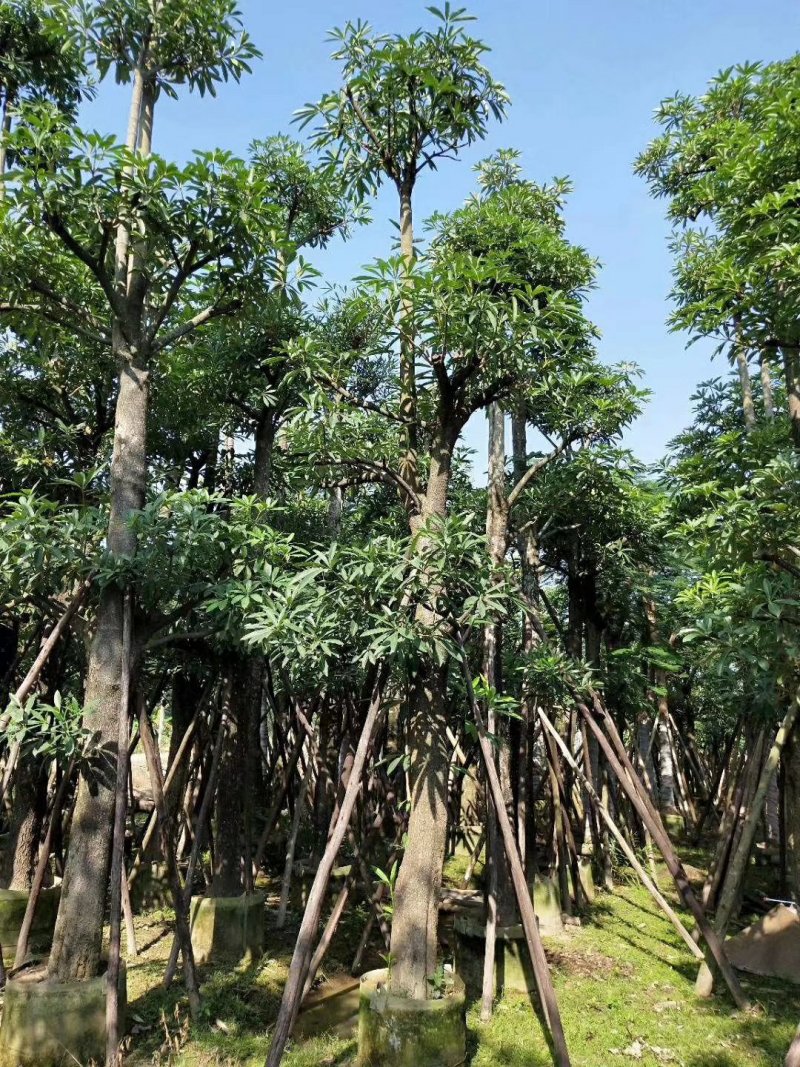 盆架子（灯台树）（广东普宁盆架子供应商）
