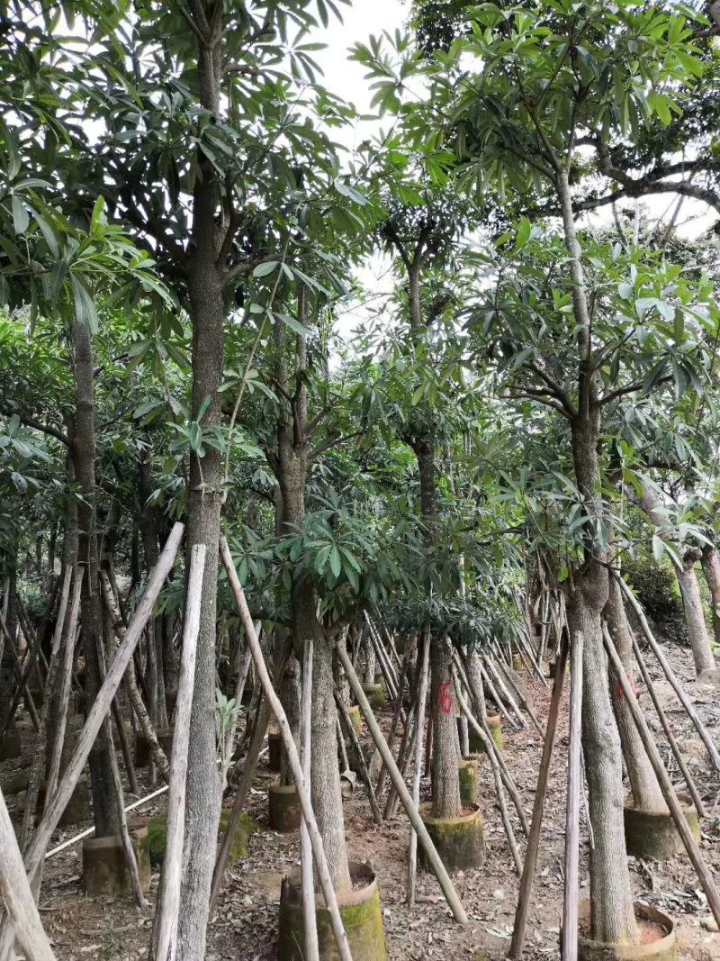 盆架子（灯台树）（广东普宁盆架子供应商）