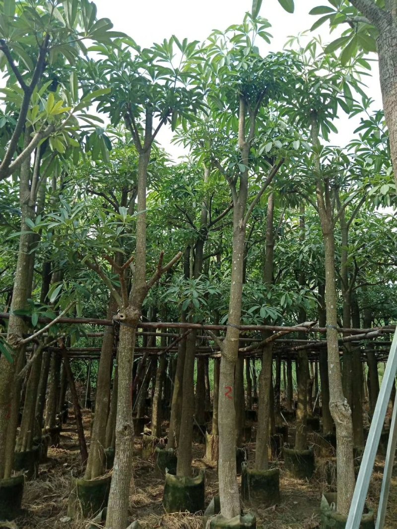 盆架子（灯台树）（广东普宁盆架子供应商）