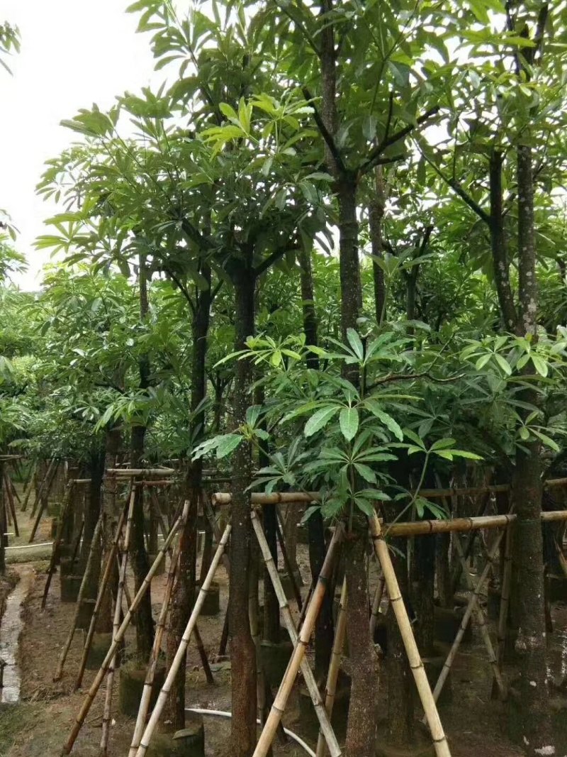 盆架子（灯台树）（广东普宁盆架子供应商）