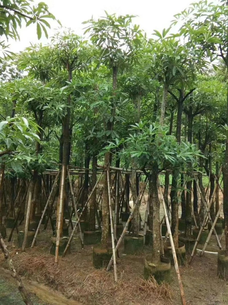 盆架子（灯台树）（广东普宁盆架子供应商）
