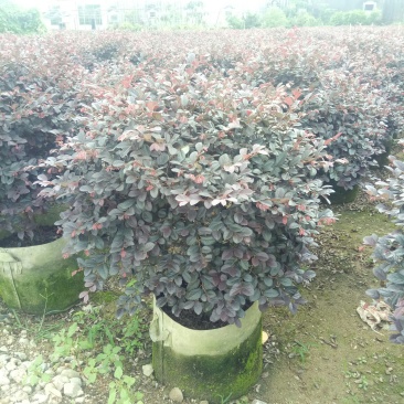 红继木