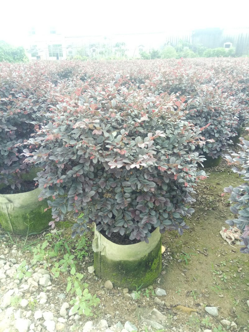 红继木