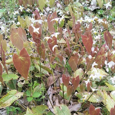 淫羊霍、三枝九叶草、野生干货根、茎叶