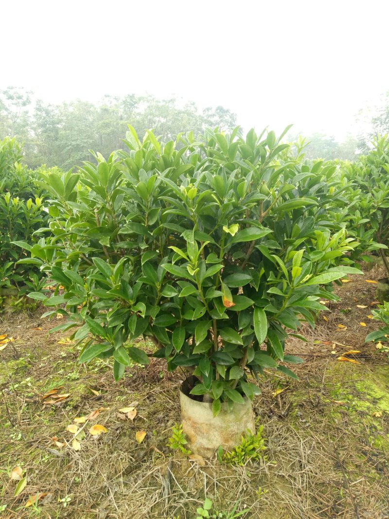 非洲茉莉