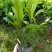 非洲茉莉