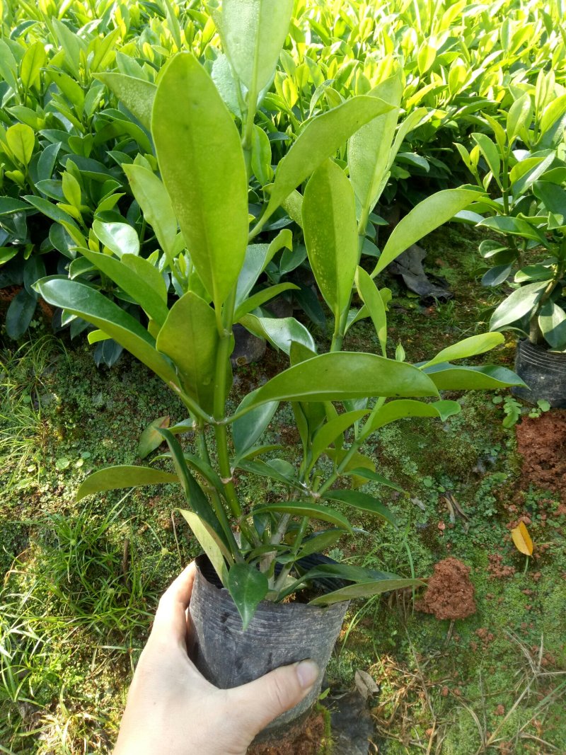 非洲茉莉