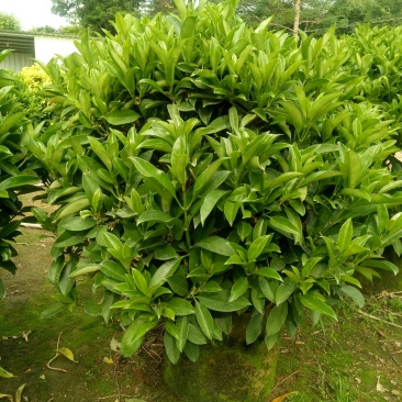 非洲茉莉