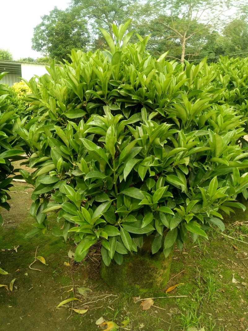 非洲茉莉