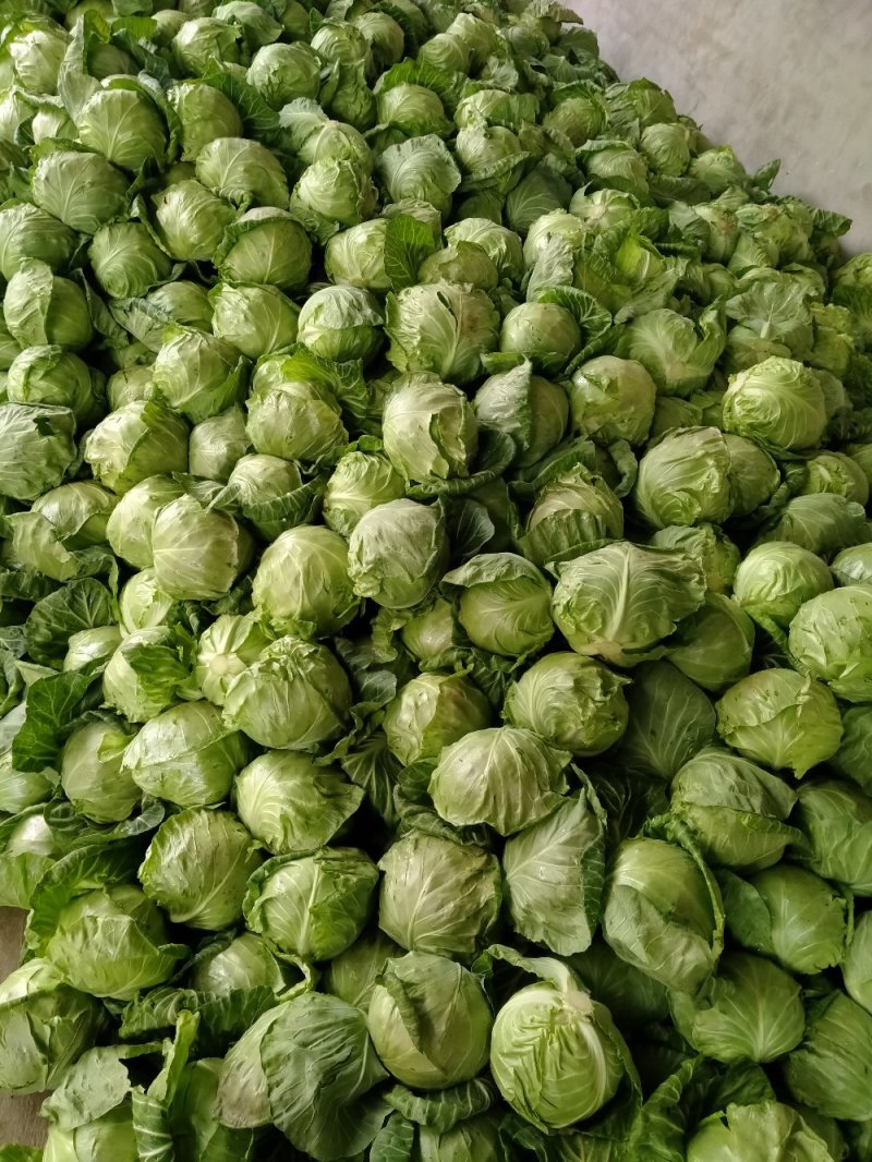 陕西省三原县/中甘甘蓝/包包菜大量上市中，质量好，颜……