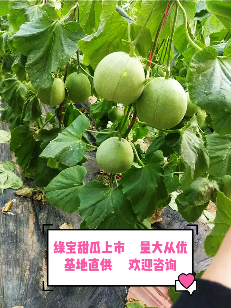 绿宝甜瓜博洋61、7、8、9号商超对接，基地直供。