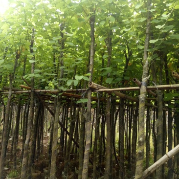 宫粉紫荊