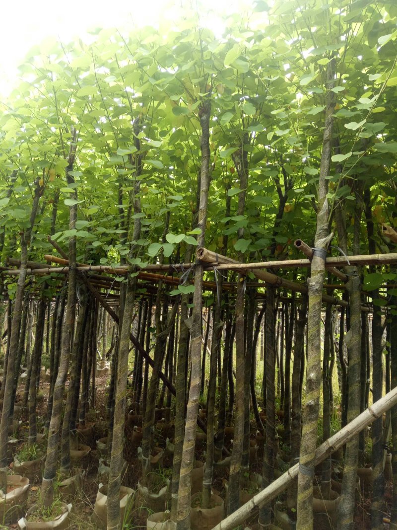 宫粉紫荊