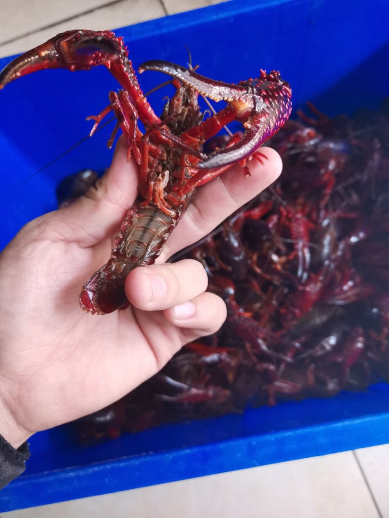 黄河口小龙虾