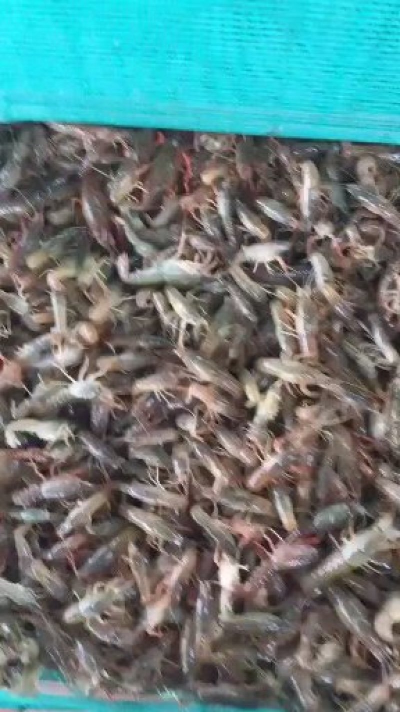 淡水养殖龙虾虾苗