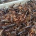 淡水养殖龙虾虾苗