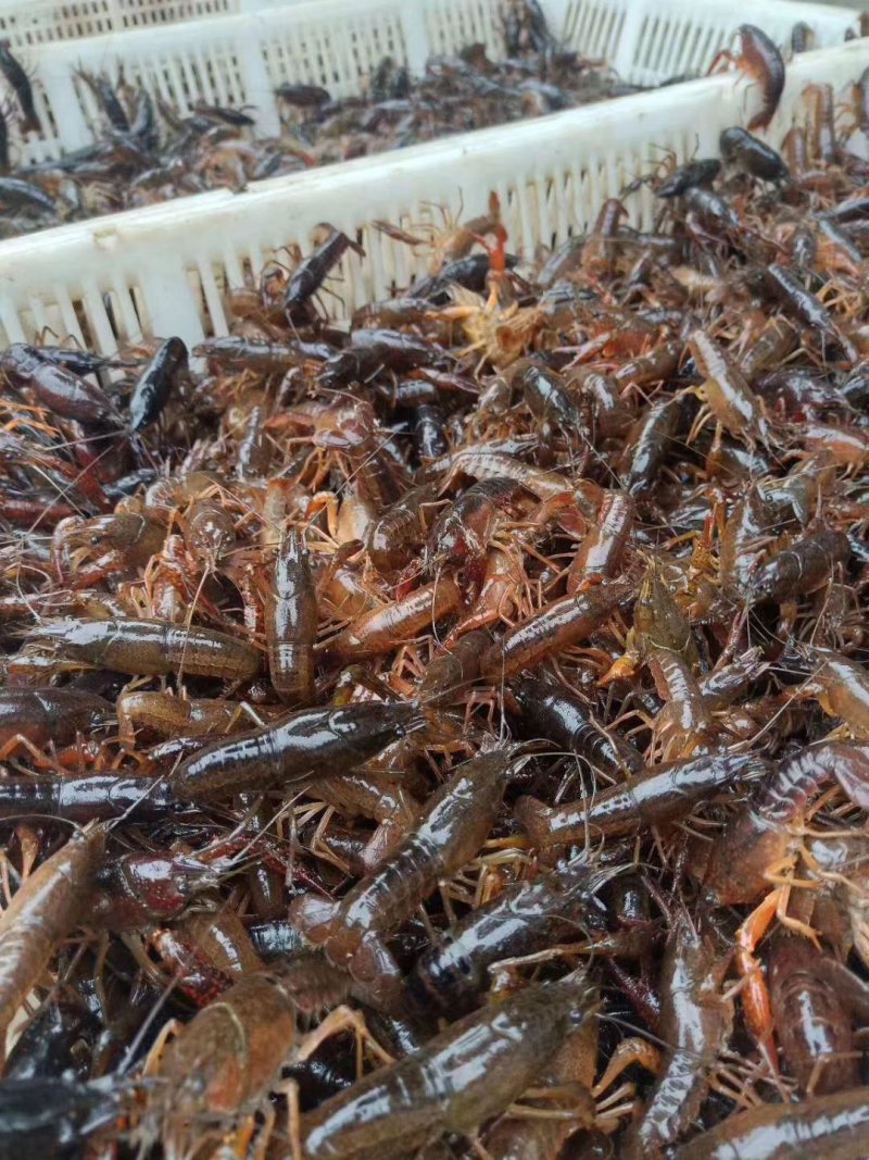 淡水养殖龙虾虾苗