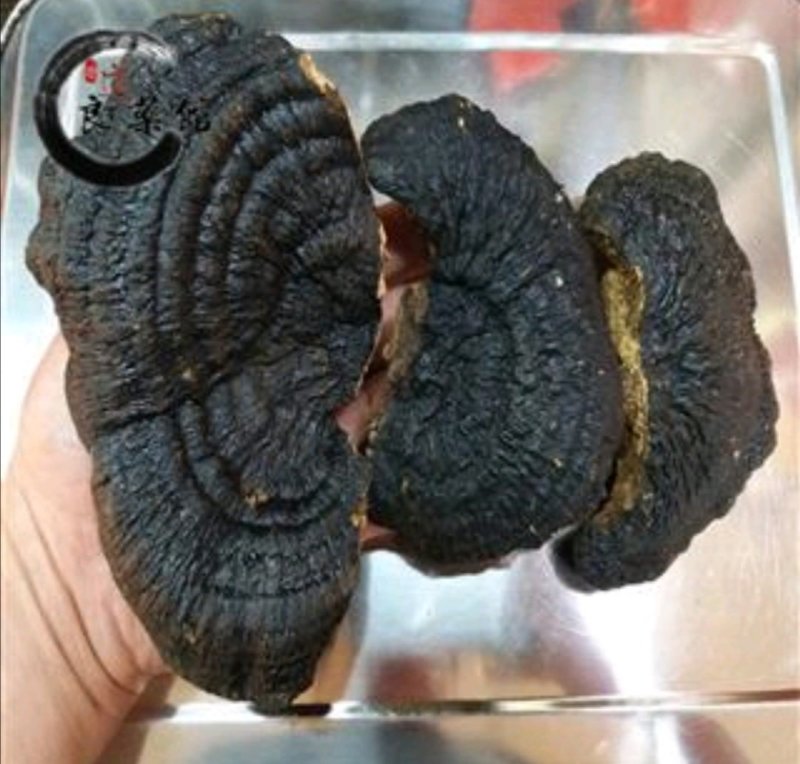 灵芝野生薄树芝野生灵芝薄盖灵芝药典标准地道良药馆