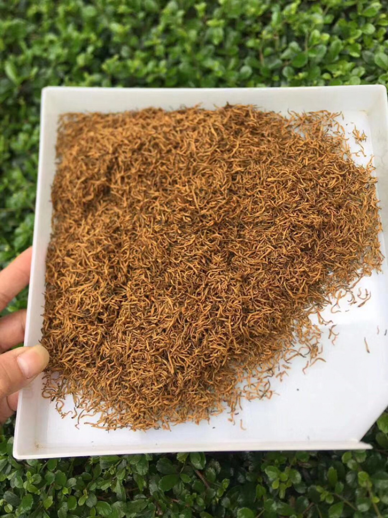 今年头春全黄芽金骏眉250g包邮