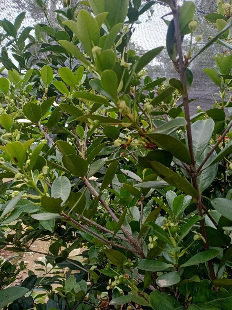 樱桃树1.5米高左右【可以带果发货】