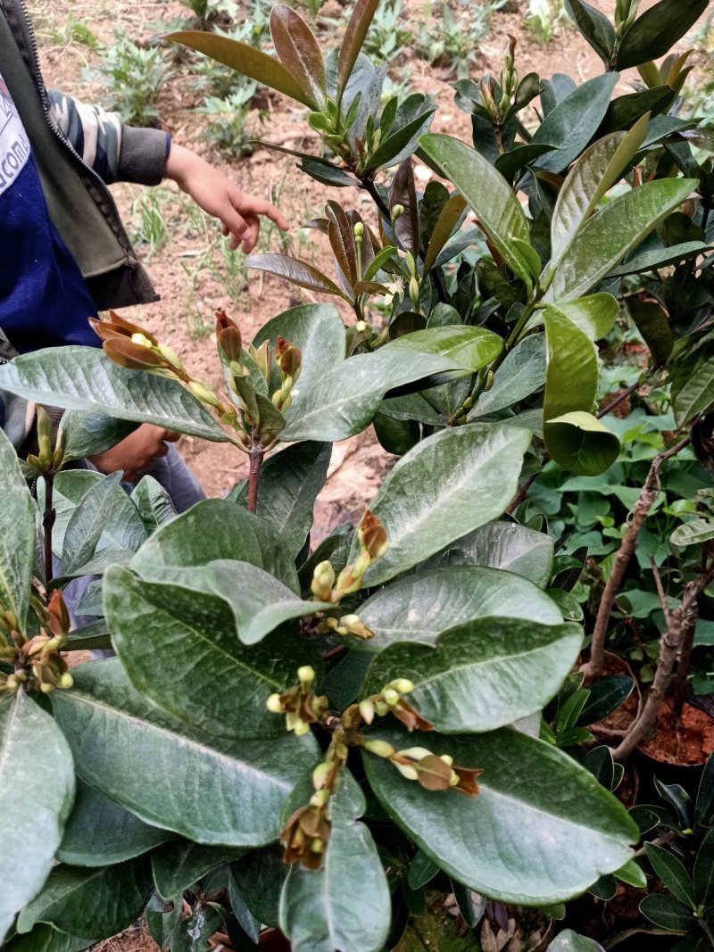 樱桃树1.5米高左右【可以带果发货】
