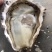 福建漳州吊蚝干净无沙实力场家小包装牡蛎生蚝