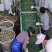 福建漳州吊蚝干净无沙实力场家小包装牡蛎生蚝