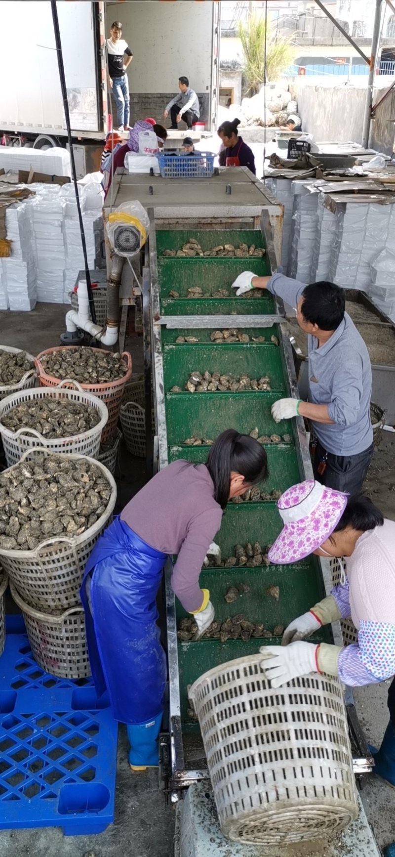 福建漳州吊蚝干净无沙实力场家小包装牡蛎生蚝