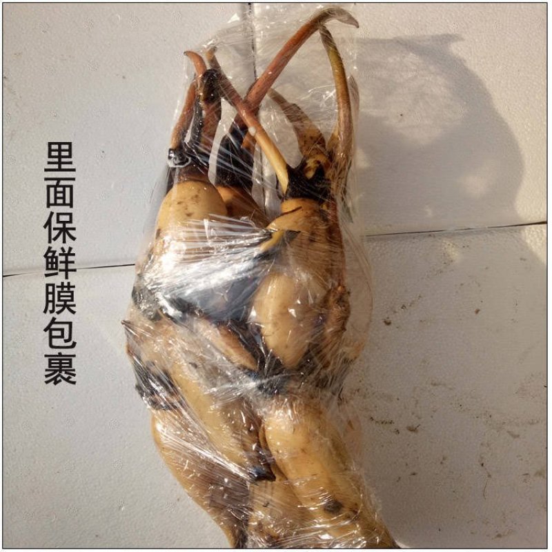 莲藕苗莲花苗观赏荷花种藕莲藕种苗盆栽太空藕种巨无霸藕种
