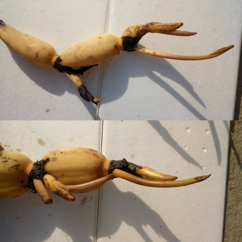 莲藕苗莲花苗观赏荷花种藕莲藕种苗盆栽太空藕种巨无霸藕种