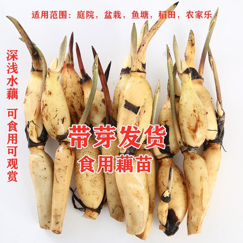 莲藕苗莲花苗观赏荷花种藕莲藕种苗盆栽太空藕种巨无霸藕种